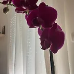 La Casina Di Ollie Appartement