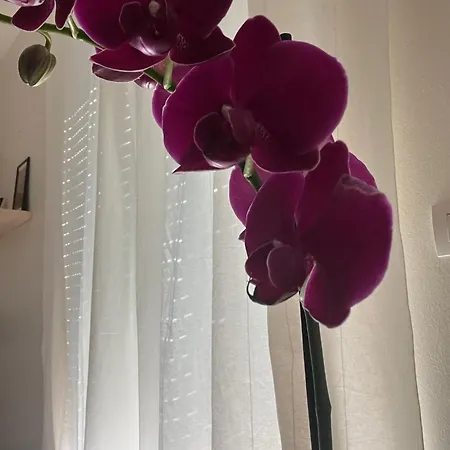 La Casina Di Ollie Apartment