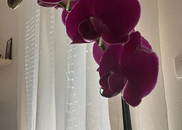 La Casina Di Ollie Apartamento